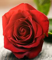 Красная роза для приворота
